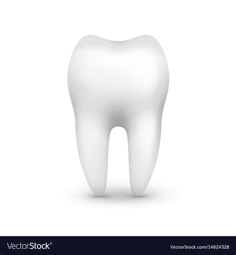 single white tooth royalty  vector image vectorstock