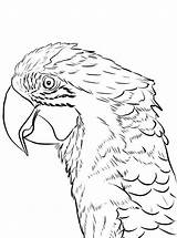 Papegaai Kleurplaat Papegaaien Papagei Papageien Malvorlage Kleurplaten Macaw sketch template