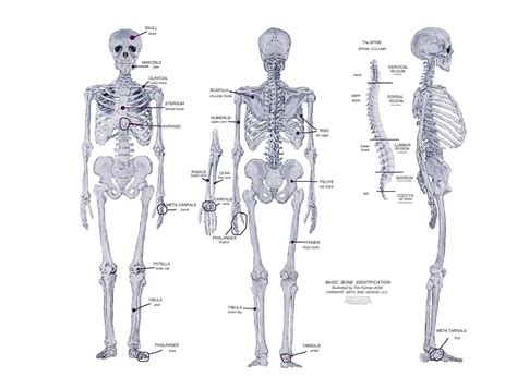 health fast facts  bones  human body