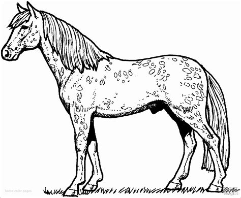 horse coloring page coloringbay