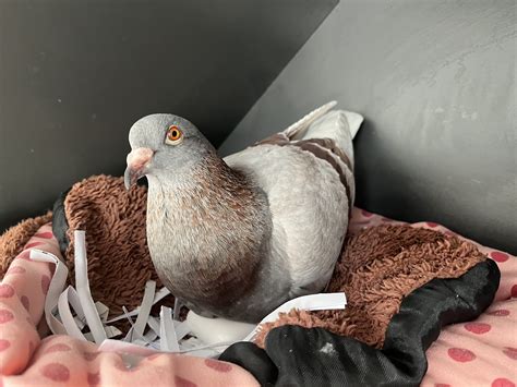 pigeons  nests pigeonhowcom