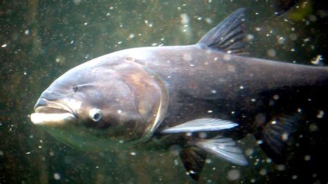 army corps oks plan to stop asian carp from reaching lake