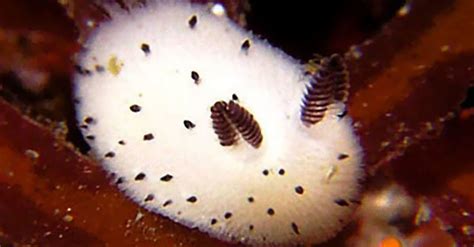 Watch This Adorable Sea Bunny Isn T Actually A Bunny At All Huffpost