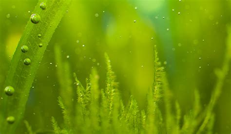 encourage algae growth guppy aquarium