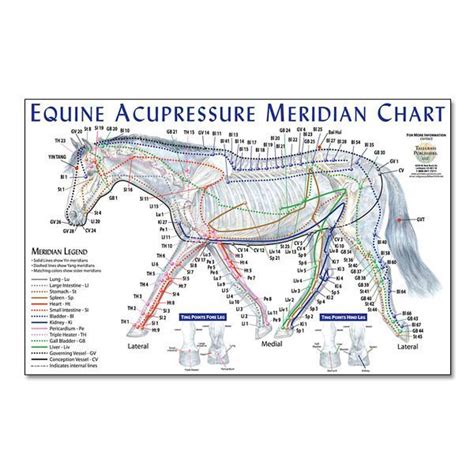 equine meridian chart equine acupressure equine massage acupressure