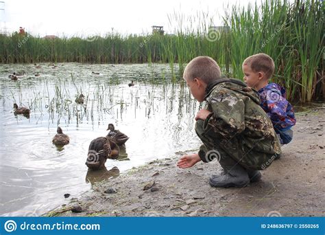 russia children boys feed birds ducks   lake brothers walk