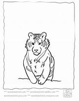 Coloring Pages Wonderweirded Wildlife Tiger sketch template