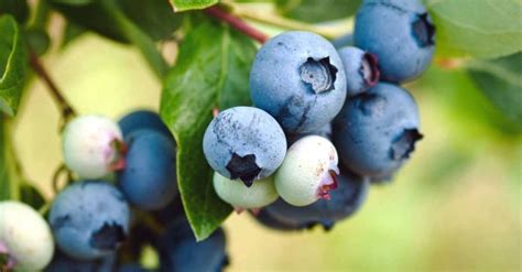 grow blueberries   backyard garden