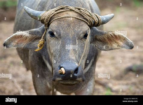 carabao philippines  res stock photography  images alamy