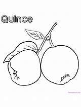 Quince sketch template