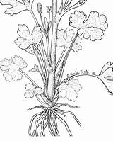 Ranunculus Sceleratus sketch template