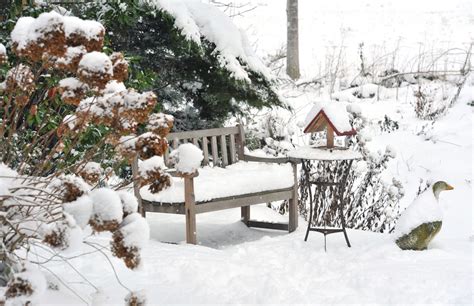how to bring life to your winter garden tlc landscaping design