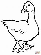 Pages Goose Coloring Printable Colouring Kids Print Duck Birds Supercoloring Color 1600 1200 Silhouettes Gooses Recommended sketch template