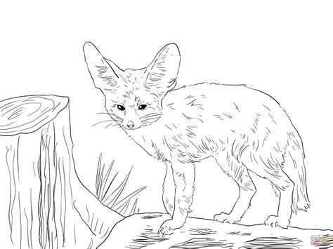 north african fennec fox coloring page  printable coloring pages