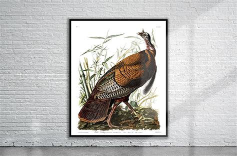 vintage audubon wild turkey print