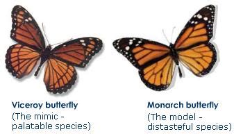 mimicry dragonflyissuesinevolution wiki