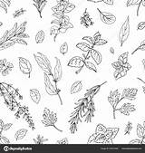 Herbs Vector Herb Sage Rosemary Parsley Oregano Thyme sketch template
