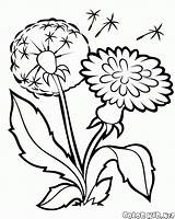 Kornblume Malvorlagen Taraxacum sketch template