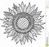 Zentangle Coloring Sunflower Book Sunflowers Drawn Hand Ornament Dreamstime Drawing Ornaments Illustration Vector Mandala Zentangles Drawings Doodle Flower Color Patterns sketch template