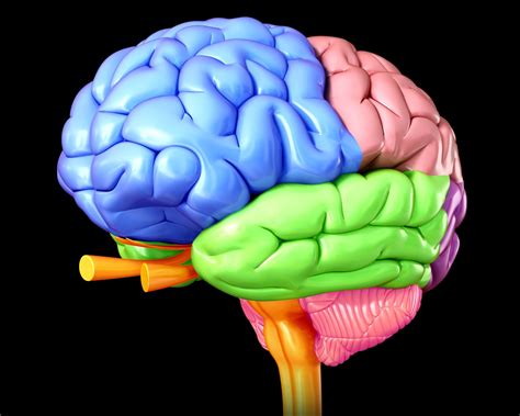frontal lobe damage symptoms  diagnosis treatment