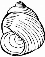 Seashell Coquillage Coloriage Shells Colorier Snail Coloriages Colornimbus sketch template