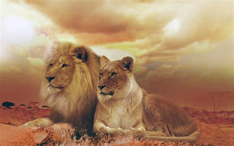 female male lions hd animals  wallpapers images backgrounds