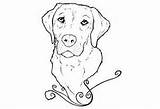 Labrador Coloring Retriever Getcolorings sketch template