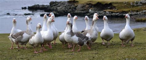 shetland goose british waterfowl association