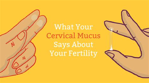 understanding cervical mucus   trimester  pregnancy pics  xxx hot girl
