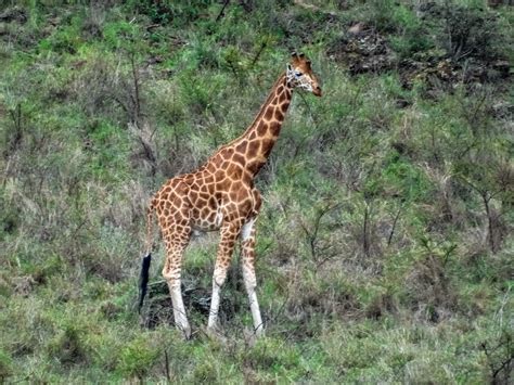 cannundrums rothschilds giraffe
