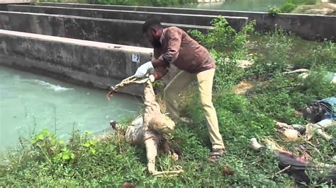 sangrur mystery dead bodies continue  wash   khanauri barrage
