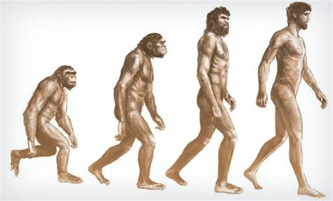 ¿qué Es Cadena Evolutiva Su Definición Y Significado [2020]