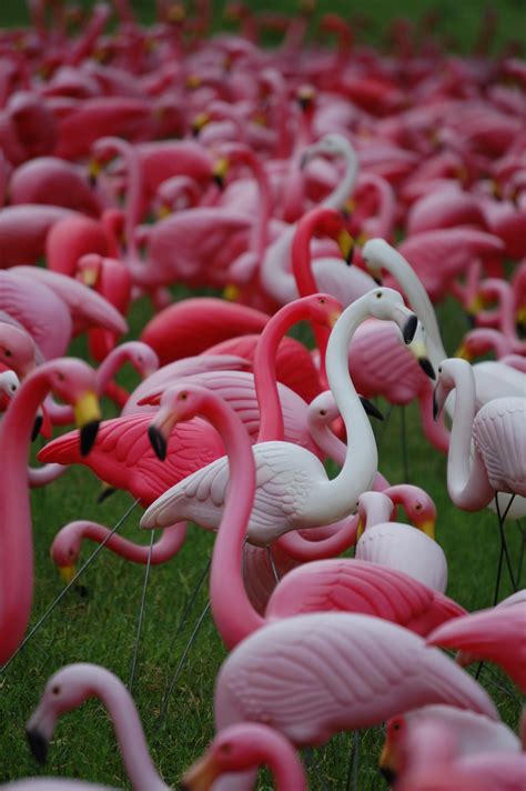 flock  plastic flamingoes   garden center  austin texas happy
