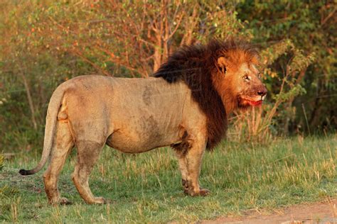 huge black maned lion  blood  face maasai mara kenya stock