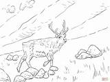 Reindeer Rendier Svalbard Noruega Kleurplaten Supercoloring sketch template