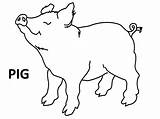 Pig Coloring Pages Pigs Flying Easy Cartoon Adult Cliparts Drawing Simple Cute Clipart Sketch Happy Animals Passover Rocks Library Template sketch template