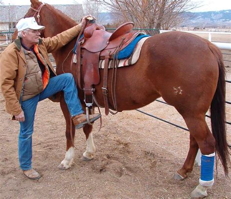 mounting  horse equine ridge