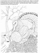 Coloring Turkey Wild Pages Drawing Related sketch template