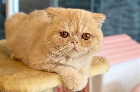 info kucing exotic shorthair karakteristik harga  perawatannya