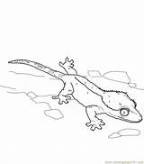Lizard Gecko Crested Coloring Pages Reptile Printable Color sketch template