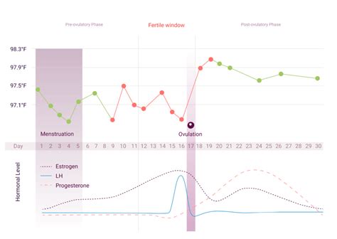 what is the menstrual cycle menstrual cycle phases natural cycles