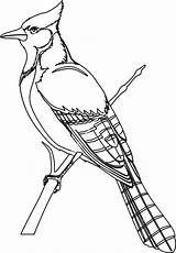 Vogels sketch template