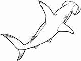 Shark Coloring Pages Animals Hammerhead sketch template