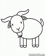 Coloring Sheep Goats Template Goat Colorkid Pages Gif Walk sketch template