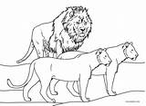 Lew Lioness Cool2bkids Kolorowanki Kolorowanka Dzieci Kids Lions Ikke Visste Sannheter Animals Druku sketch template