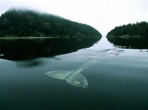 loneliest whale   world  meditative journey  saldage