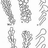 Caulerpa Racemosa Upright Axis Branchlets Uvifera Turbinata sketch template