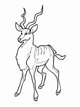 Kudu Coloring Antelope Pages African Drawing Printable Woodland Supercoloring Crafts Dot sketch template