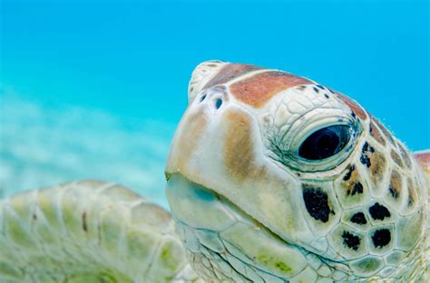 sea turtles face plastic deluge danger wild earth news facts
