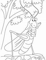 Grasshopper Coloring Pages Ant Outline Story Library Clipart sketch template